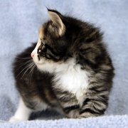 Alicia, 5 weeks and 5 days