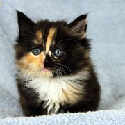 Amelia, 5 weeks and 5 days