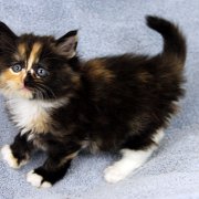 Amelia, 5 weeks and 5 days