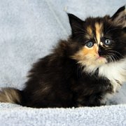 Amelia, 5 weeks and 5 days