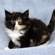 Astor, 5 weeks and 5 days