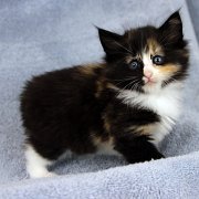 Astor, 5 weeks and 5 days