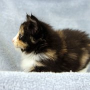 Astor, 5 weeks and 5 days