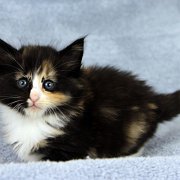 Astor, 5 weeks and 5 days