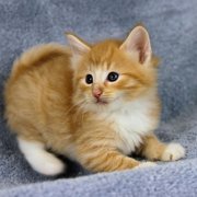 Azorian, 5 weeks and 5 days