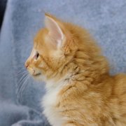 Azorian, 5 weeks and 5 days