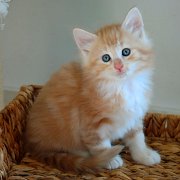 Agent Smith, 7 weeks