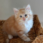 Agent Smith, 7 weeks