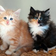 Agent Smith and Amelia, 7 weeks