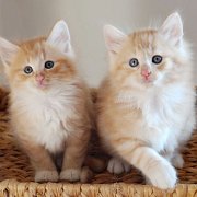Agent Smith and Azorian, 7 weeks
