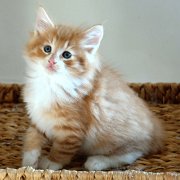 Ako-Azrael, 7 weeks