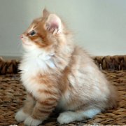 Ako-Azrael, 7 weeks