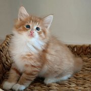 Ako-Azrael, 7 weeks