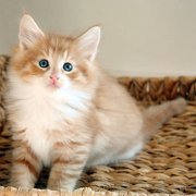 Ako-Azrael, 7 weeks