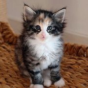 Alicia, 7 weeks