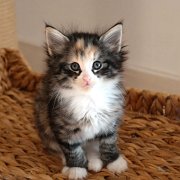 Alicia, 7 weeks