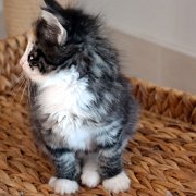 Alicia, 7 weeks