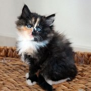 Amelia, 7 weeks