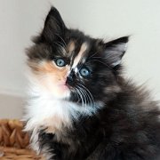 Amelia, 7 weeks