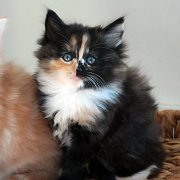 Amelia, 7 weeks