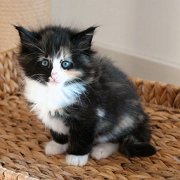 Astor, 7 weeks