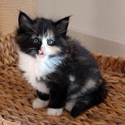 Astor, 7 weeks