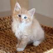 Azorian, 7 weeks