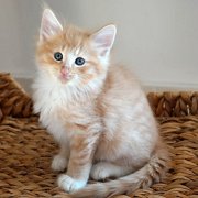 Azorian, 7 weeks