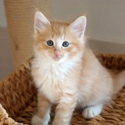 Azorian, 7 weeks