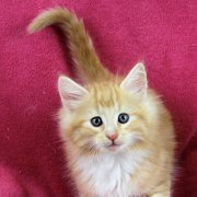 Agent Smith, 8 weeks