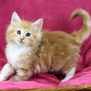 Agent Smith, 8 weeks