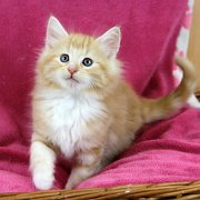 Agent Smith, 8 weeks