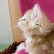 Agent Smith, 8 weeks