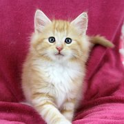 Agent Smith, 8 weeks
