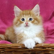 Ako-Azrael, 8 weeks