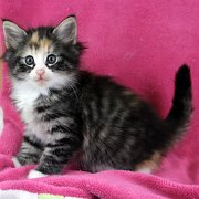 Alicia, 8 weeks