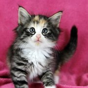 Alicia, 8 weeks