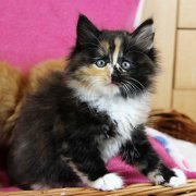 Amelia, 8 weeks
