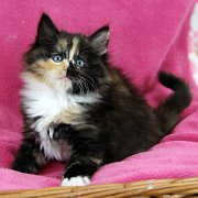 Amelia, 8 weeks