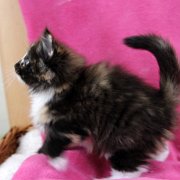 Amelia, 8 weeks