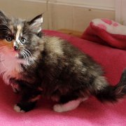 Amelia, 8 weeks