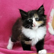 Astor, 8 weeks