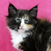 Astor, 8 weeks