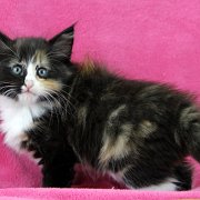 Astor, 8 weeks