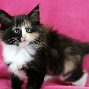Astor, 8 weeks