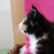 Astor, 8 weeks