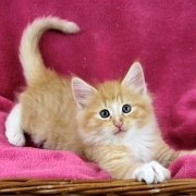 Azorian, 8 weeks