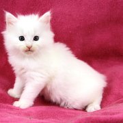 Alaska, 5 weeks