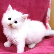 Alaska, 5 weeks