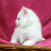 Arctica, 5 weeks